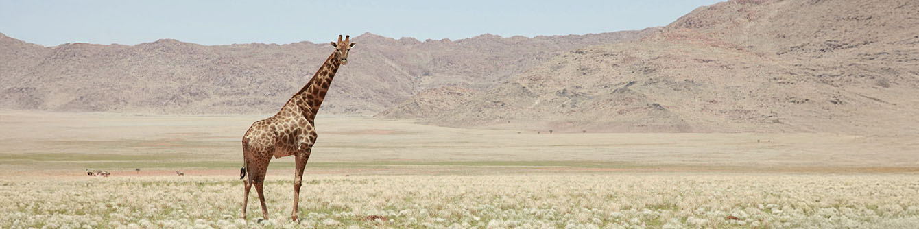 Global Residency and Citizenship by Investment Report: Namibia (RBI)