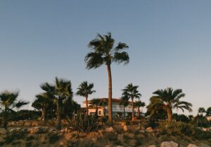 A house surrounded by palm trees. 