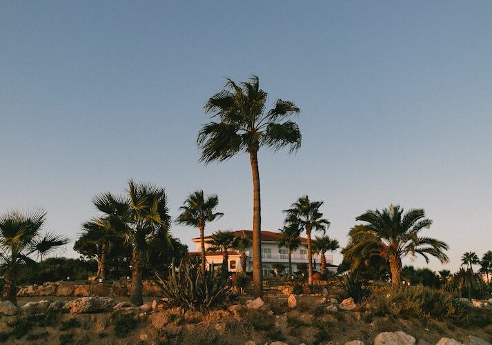 A house surrounded by palm trees 