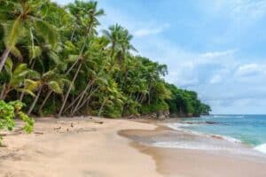 Palm trees lining a beach in Vanuatu - Vanuatu as a tax-free country