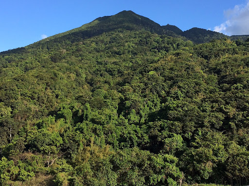 Central-Forest-St-Kitts