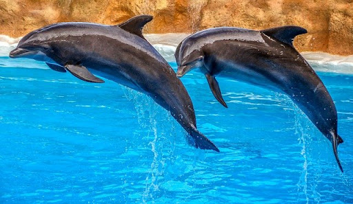 Dolphin-discovery-St-Kitts