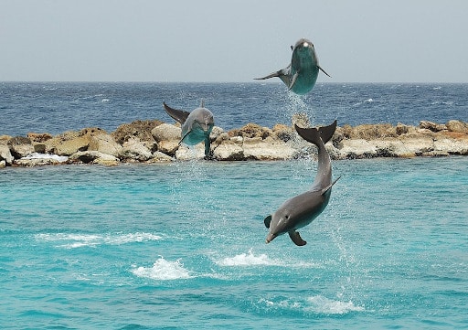 Curacao-Aquarium