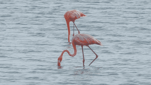 Flamingos-at-Jan-Kok