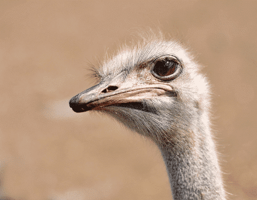 Ostrich-farm-Curacao