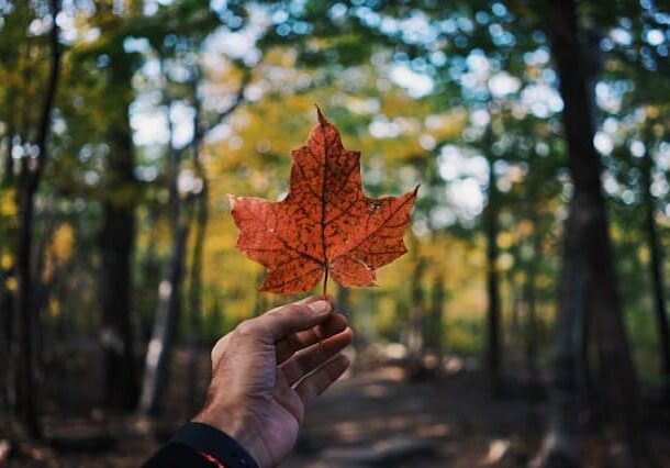 Canadian maple leaf with forest background - Best Countries to Move to From USA