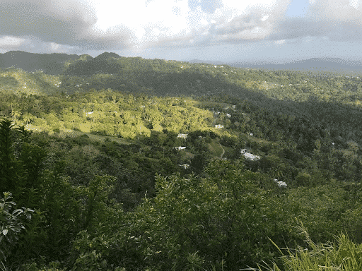 Tet-Paul-Nature-Trail-in-St-Lucia