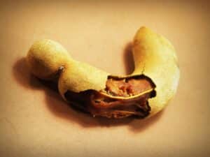 a tamarind for tamarind st lucia tamarind juice