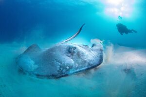 a stingray rustled in the sea bed and scuba diver in the background