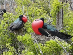 two frigatebirds perched on trees in antigua