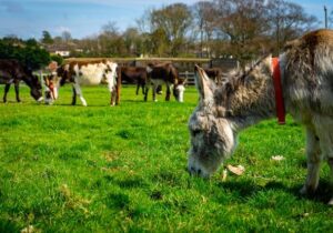 a donkey eating grass in Antigua’s Donkey Sanctuary