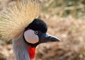 a closup of the head of a frigatebird at Frigate Bird Sanctuary