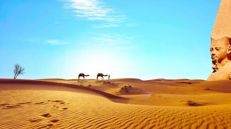 Camels in