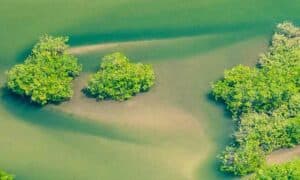 image of river in the Gambia, Gambia nationality