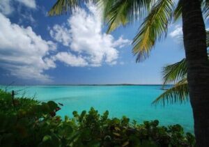 palm trees and ocean view in nauru