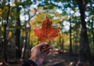 Hand holding up a maple leaf against a forest background - Startup visa for Canada