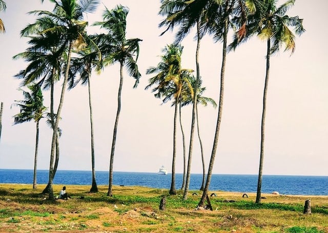 Palm trees blowing in the wind on a shoreline in the Ivory Coast - country with the highest taxes in the world