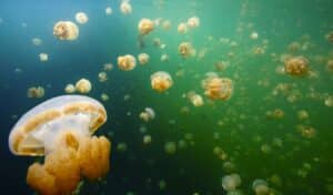 Blue and green underwater view of non-stinging jellyfish in Palau - fast-growing island economy