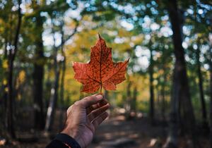 a person holding a leaf in the forest
