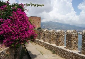 pink flowers and sea wall with mountains in the background at fort george in grenada