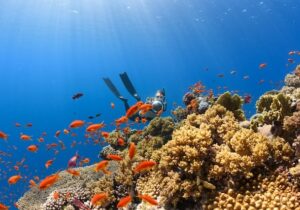 Champagne-Reef-Dominica