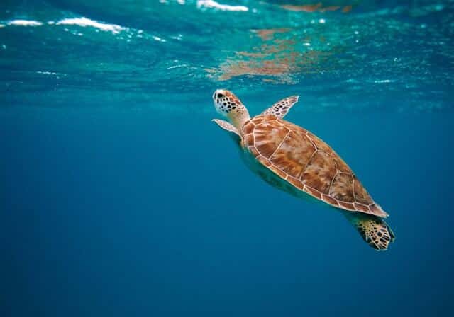 see wildlife in the caribbean