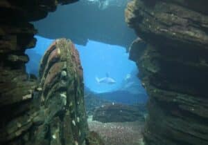 Oceanário