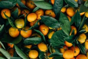 Freshly harvested oranges with green leaves still attached, piled together in a vibrant display.