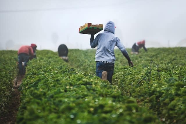 Farm workers on Portugal's E8 Visa