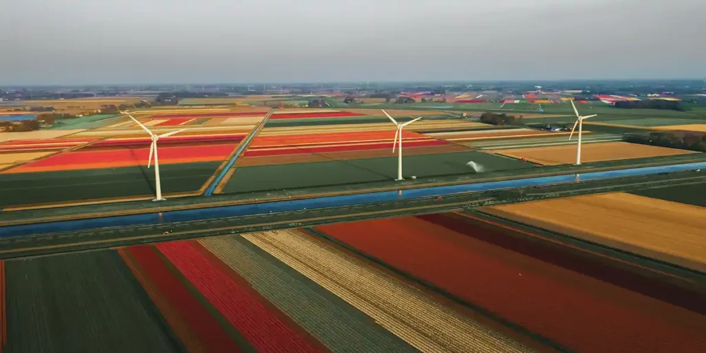 Colorful fields of tulips in Callantsoog, Netherlands - best digital nomad countries