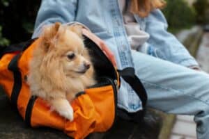 moving to nauru with a dog