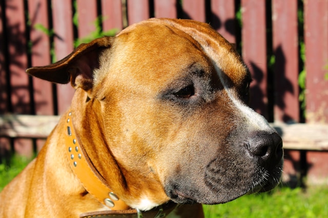 American Staffordshire Bull Terrier