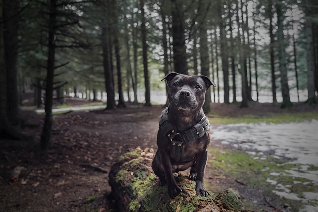 Staffordshire Bull Terrier