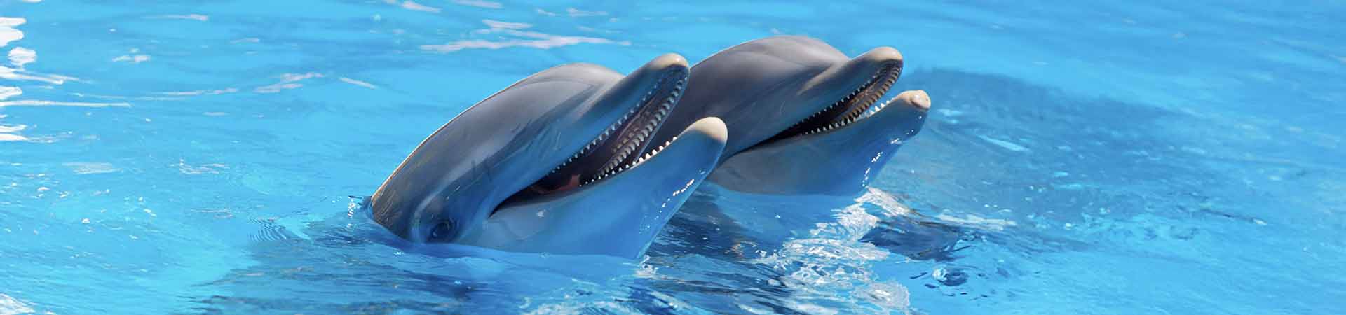 dolphins