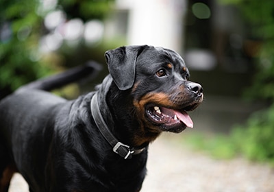 rotweiller is one of the banned dog breeds to consider when moving to portugal with pets