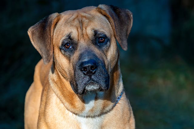 pexels-guvo59-28282879