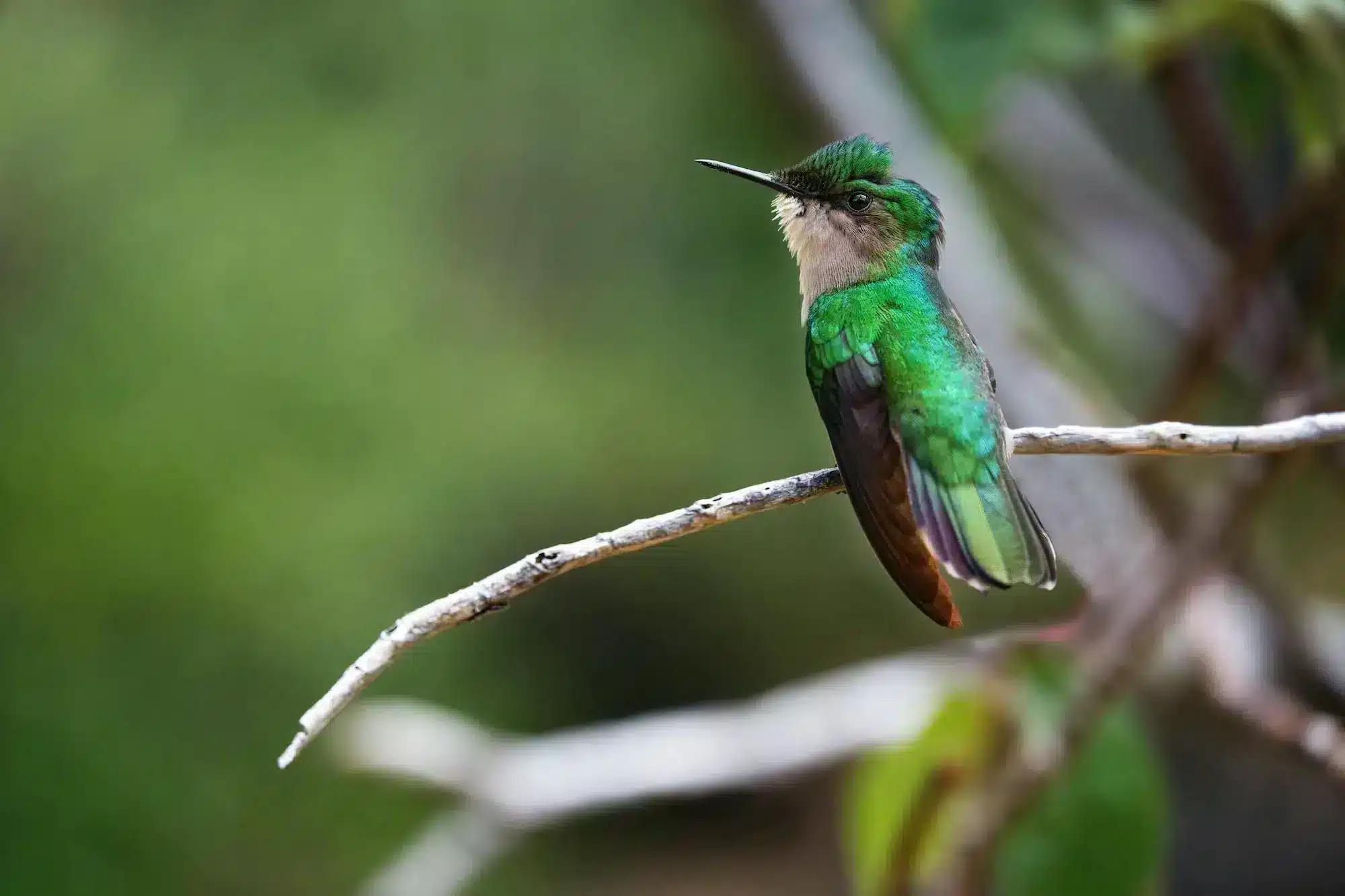 A green and white bird perched on a branch, surrounded by soft foliage.
